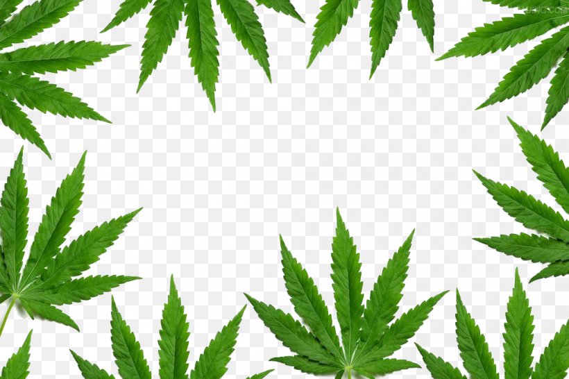 New York Cannabis Shutterstock, PNG, 1000x666px, New York, Cannabis, Drug, Flowering Plant, Grass Download Free