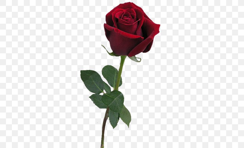 Rose Red Clip Art, PNG, 291x500px, Rose, Artificial Flower, Black Rose, Color, Cut Flowers Download Free