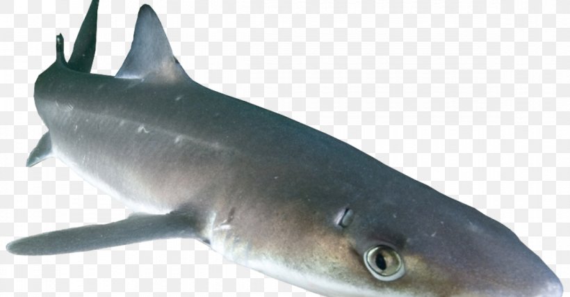 Spiny Dogfish Squalidae Prickly Shark Chondrichthyes, PNG, 1170x610px, Spiny Dogfish, Acanthodii, Basking Shark, Carcharhiniformes, Cartilaginous Fish Download Free