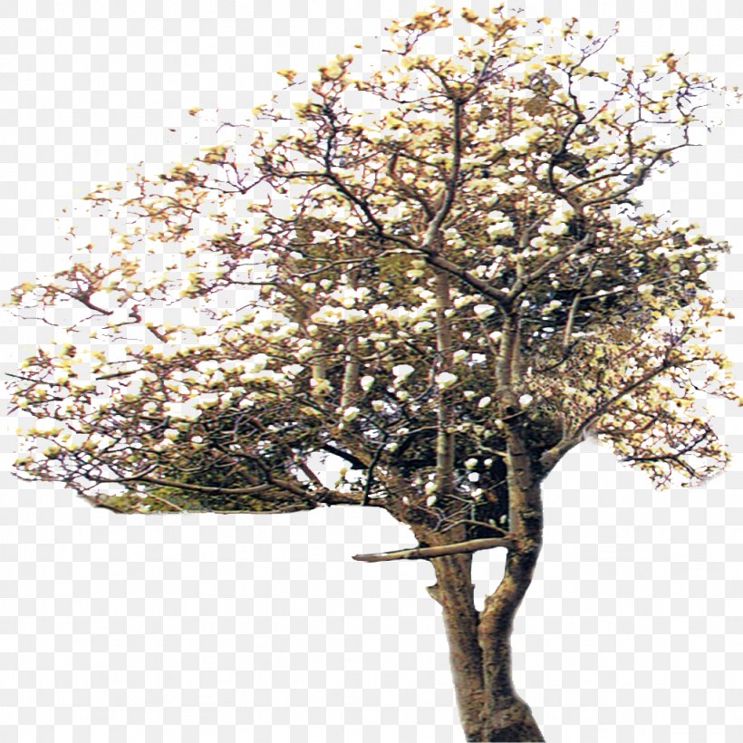 Tree Plant Computer File, PNG, 1024x1024px, Tree, Blossom, Branch, Chemical Element, Cherry Blossom Download Free