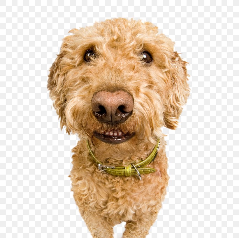 Cockapoo Goldendoodle Spanish Water Dog Miniature Poodle Schnoodle, PNG, 600x818px, Cockapoo, Carnivoran, Companion Dog, Dog, Dog Breed Download Free
