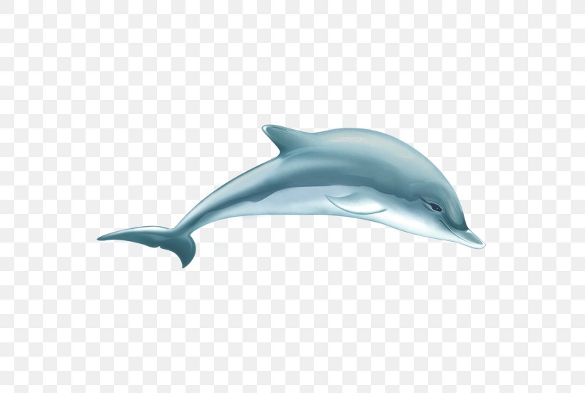 Common Bottlenose Dolphin Tucuxi Short-beaked Common Dolphin Wholphin Porpoise, PNG, 815x551px, Common Bottlenose Dolphin, Creativity, Dolphin, Element, Fin Download Free