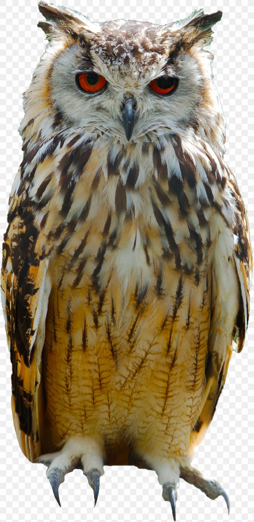 Great Horned Owl Bird Eurasian Eagle-owl Columbidae, PNG, 1269x2611px, Owl, Animal, Beak, Bird, Bird Of Prey Download Free