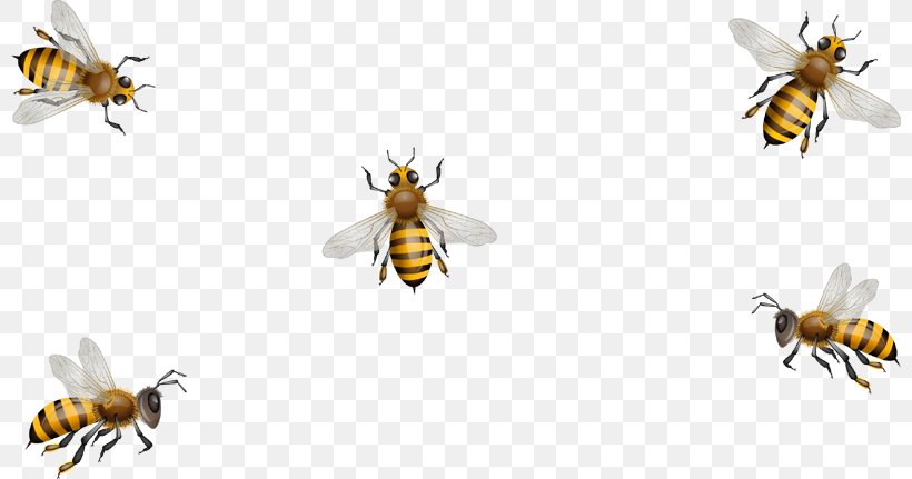 Honey Bee Paper Hornet Dietary Supplement, PNG, 800x431px, Honey Bee, Arthropod, Bee, Constipation, Detoxification Download Free