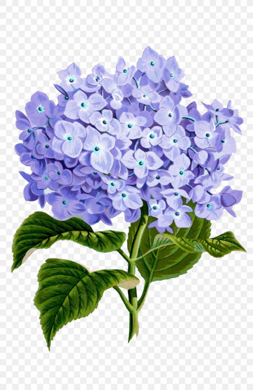 Paper Art Floral Design Flower, PNG, 900x1384px, Paper, Art, Bellflower Family, Blue, Cornales Download Free