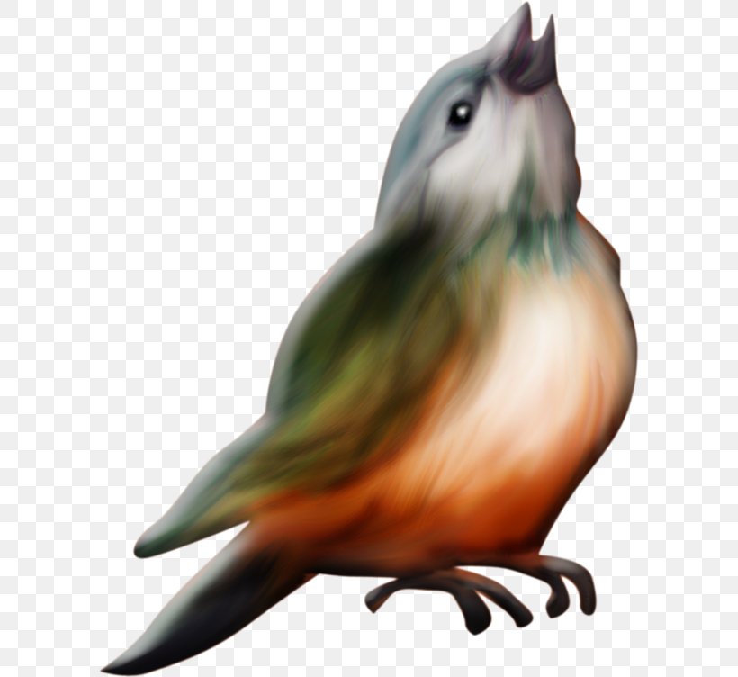 Bird Lark Beak, PNG, 600x752px, Bird, Animal, Beak, Drawing, Eurasian Skylark Download Free