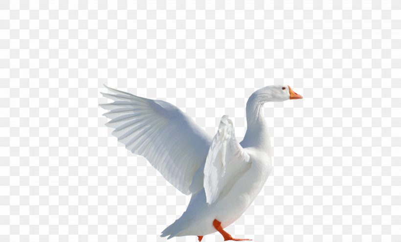 Goose Duck Cygnini Image, PNG, 6010x3630px, Goose, American Pekin, Beak, Bird, Cygnini Download Free