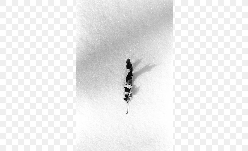 Insect White, PNG, 500x500px, Insect, Black And White, Membrane Winged Insect, Monochrome, Monochrome Photography Download Free