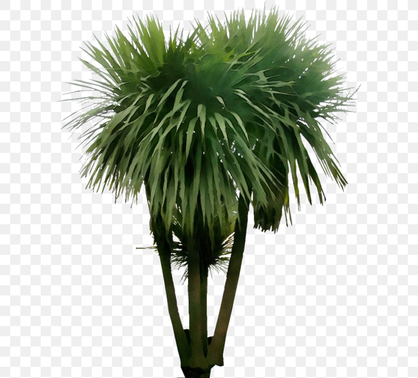 Palm Tree, PNG, 600x742px, Watercolor, Arecales, Desert Palm, Grass, Green Download Free