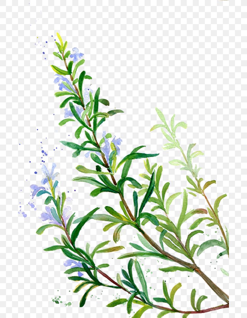 Rosemary Flavor Condiment Incense Spice, PNG, 700x1056px, Rosemary, Aquarium Decor, Auglis, Basil, Birth Flower Download Free