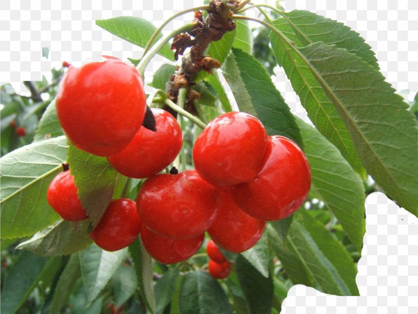 Barbados Cherry Berry Shepherdia Argentea, PNG, 1024x768px, Barbados Cherry, Acerola, Acerola Family, Berry, Cherry Download Free