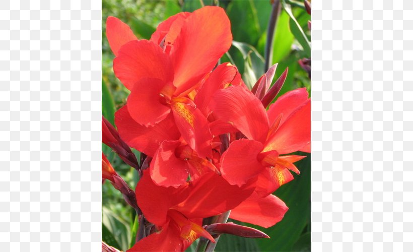 Canna Begonia Annual Plant Coppertips Herbaceous Plant, PNG, 500x500px, Canna, Annual Plant, Begonia, Canna Family, Canna Lily Download Free