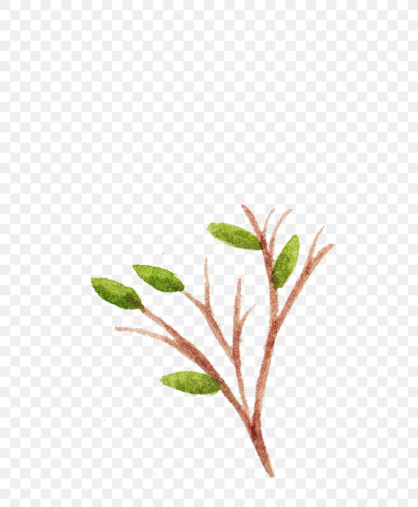 Watercolor Painting Image Vector Graphics Drawing, PNG, 707x996px, Watercolor Painting, Arctostaphylos, Botany, Branch, Bud Download Free