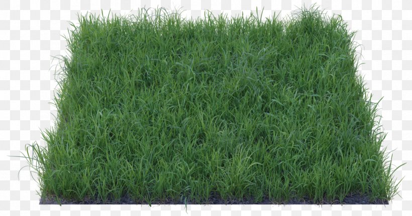 Wheatgrass Lawn Fodder, PNG, 1289x679px, Wheatgrass, Fodder, Grass, Grass Family, Lawn Download Free