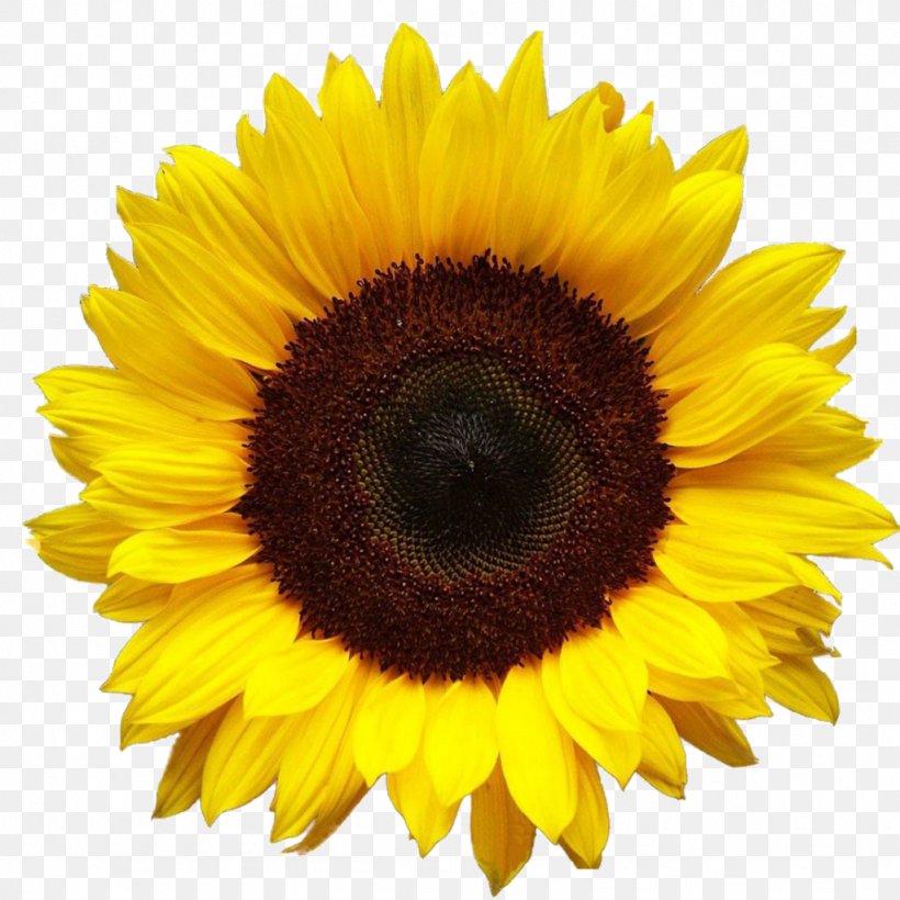 Common Sunflower Desktop Wallpaper Clip Art, PNG, 1024x1024px, Common Sunflower, Asterales, Daisy Family, Flower, Flowering Plant Download Free