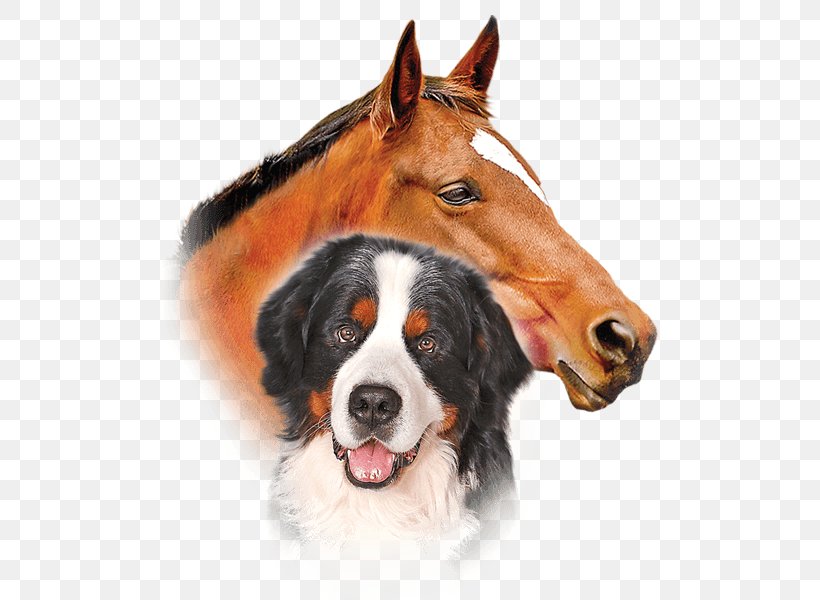 Dog Breed Bernese Mountain Dog Permethrin Pekingese Horse, PNG, 500x600px, Dog Breed, Acari, Bernese Mountain Dog, Breed, Carnivoran Download Free