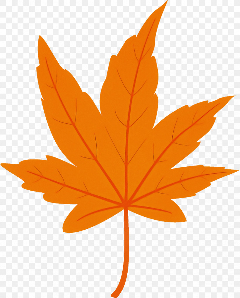 Maple Leaf Autumn Leaf Yellow Leaf, PNG, 824x1024px, Maple Leaf, Autumn Leaf, Black Maple, Deciduous, Flower Download Free