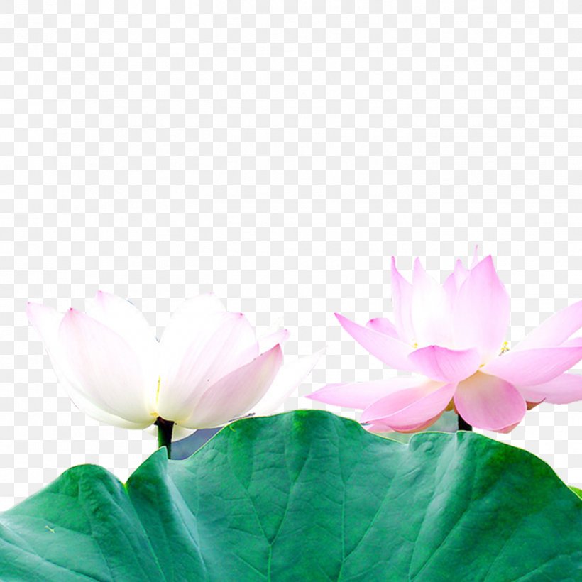 Nelumbo Nucifera Download Leaf Clip Art, PNG, 1417x1417px, Nelumbo Nucifera, Aquatic Plant, Copyright, Floral Design, Flower Download Free