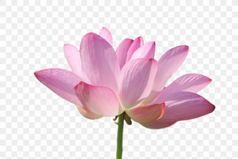 Plant Stem Sacred Lotus Cut Flowers Nelumbonaceae Petal, PNG, 1280x853px, Plant Stem, Biology, Cut Flowers, Flower, Herbaceous Plant Download Free
