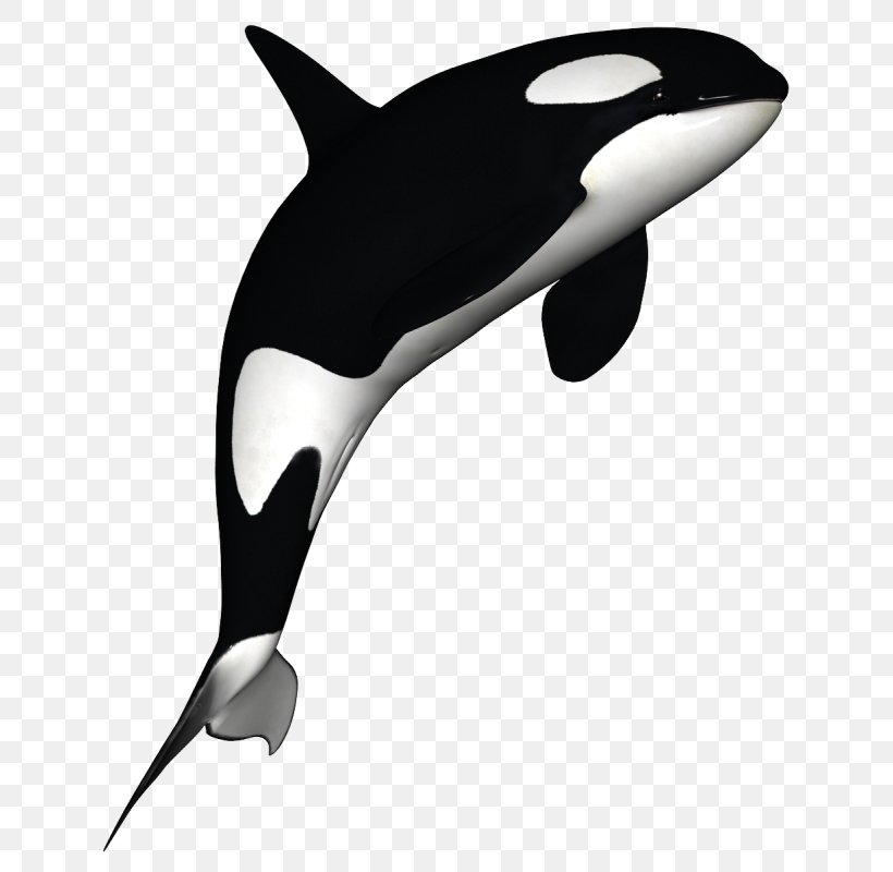 The Killer Whale Clip Art Cetacea, PNG, 682x800px, Killer Whale, Beluga Whale, Black And White, Cetacea, Dolphin Download Free