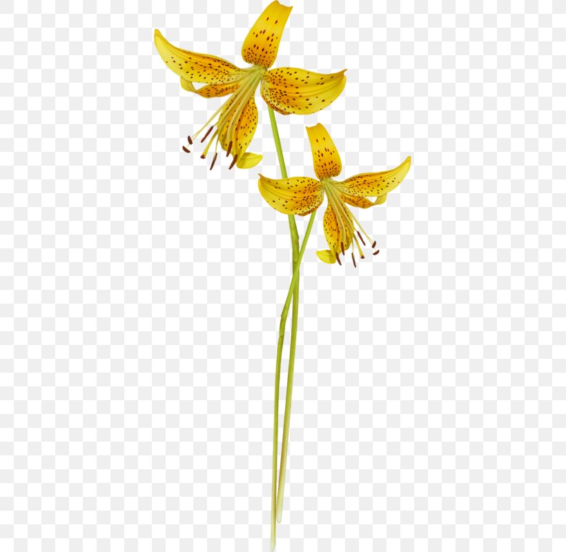 Alstroemeriaceae Fawn Lilies Plant Stem Lily M, PNG, 373x800px, Alstroemeriaceae, Fawn Lily, Flora, Flower, Flowering Plant Download Free