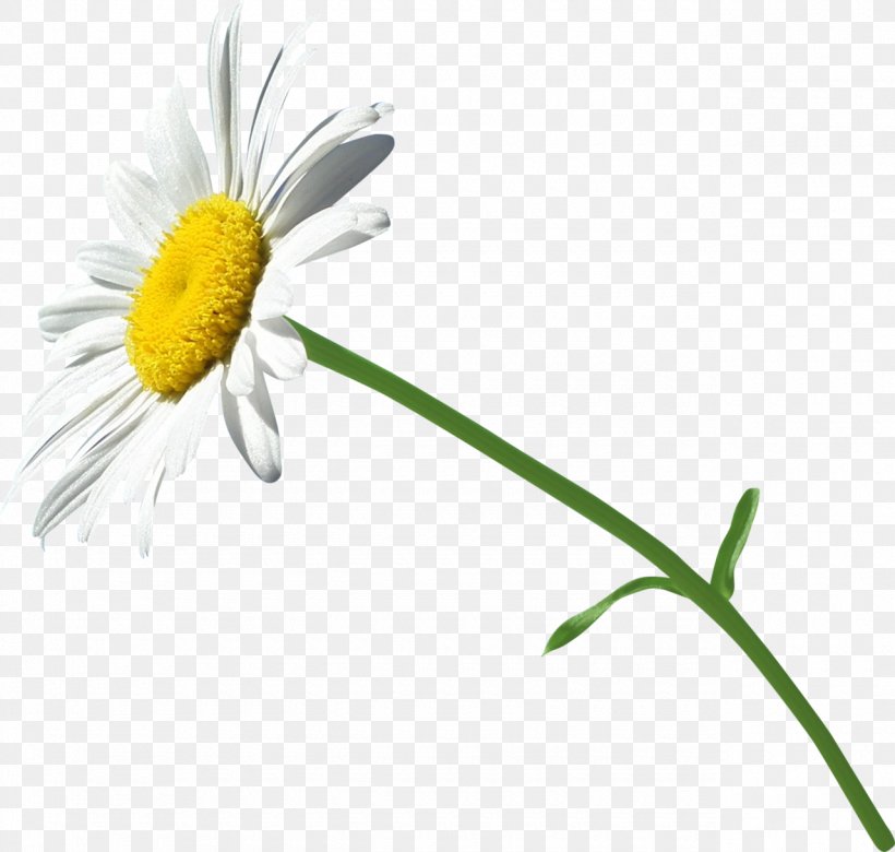 Chrysanthemum Cut Flowers White, PNG, 1280x1219px, Chrysanthemum, Chamaemelum Nobile, Color, Cut Flowers, Daisy Download Free
