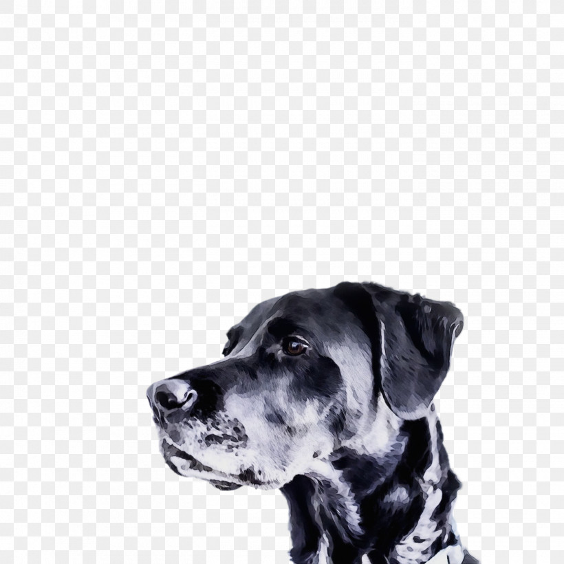 Dog White Great Dane Guard Dog Snout, PNG, 1400x1400px, Watercolor, Dog, Great Dane, Guard Dog, Paint Download Free