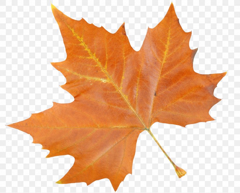 Maple Leaf Feature, PNG, 2081x1679px, Leaf, Cosa, Deciduous, Maple, Maple Leaf Download Free