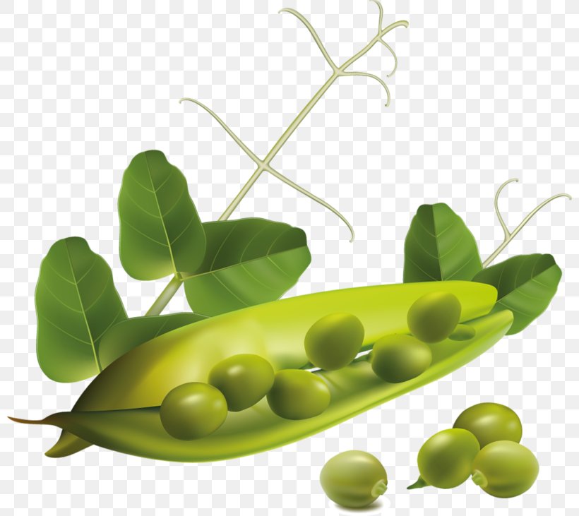 Snap Pea Vegetable Clip Art, PNG, 800x731px, Pea, Bell Pepper, Commodity, Food, Fruit Download Free