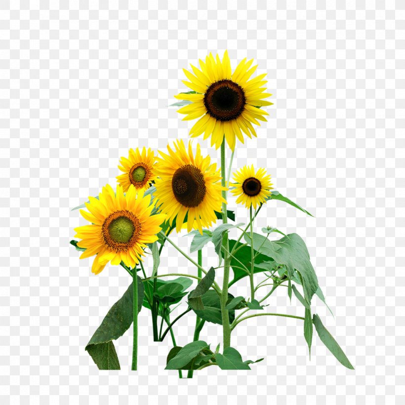 Common Sunflower Download Computer File, PNG, 1276x1276px, Common Sunflower, Cut Flowers, Daisy Family, Data, Designer Download Free