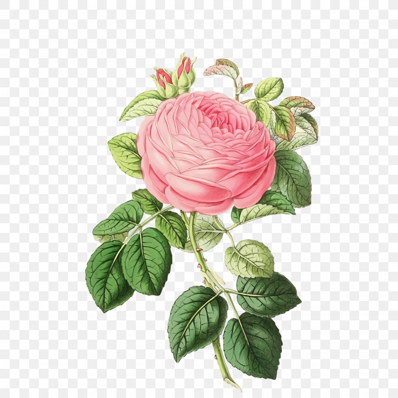 Garden Roses, PNG, 1440x1440px, Garden Roses, Cabbage Rose, Cut Flowers, Flower, Garden Download Free