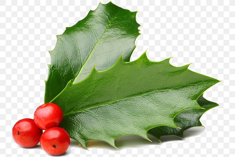 Holly, PNG, 739x550px, Leaf, American Holly, Flower, Holly, Plant Download Free
