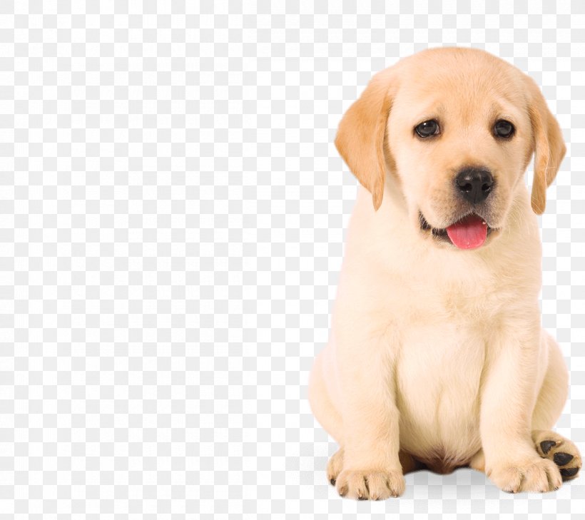 Labrador Retriever Golden Retriever Porcelaine Puppy Pet, PNG, 1200x1068px, Labrador Retriever, Animal, Breed, Breeder, Canidae Download Free