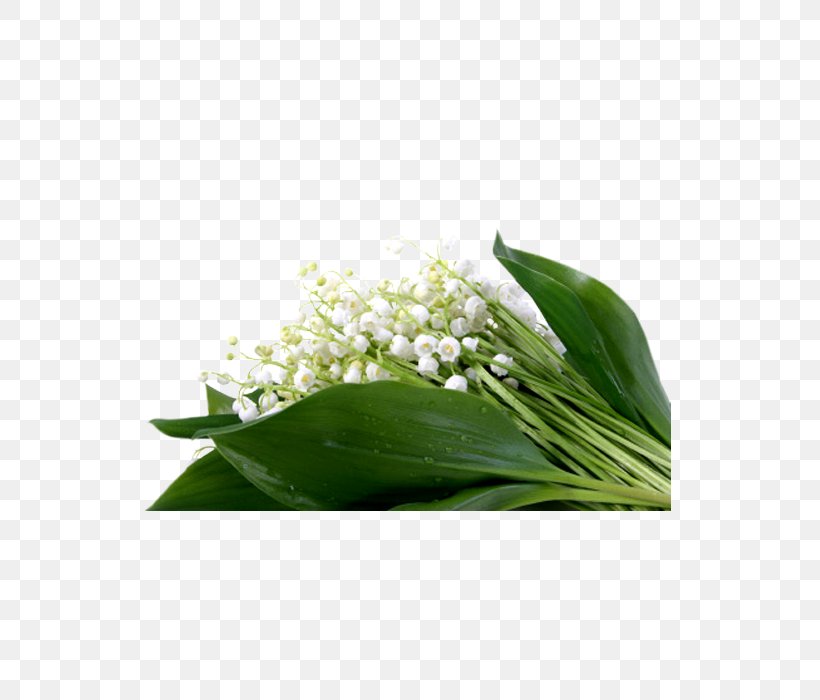 Lily Of The Valley Flower Plant Leaf Flowering Plant, PNG, 535x700px, Lily Of The Valley, Flower, Flowering Plant, Leaf, Plant Download Free