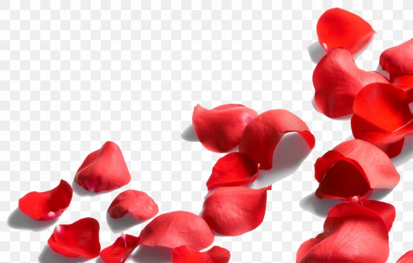 Petal Rose Jon Caplan, PNG, 853x545px, Petal, Color, Flower, Garden Roses, Heart Download Free