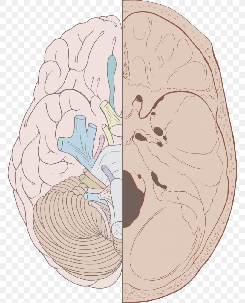 Cranial Nerves Brain Nervous System Cranial Cavity, PNG, 768x1013px, Watercolor, Cartoon, Flower, Frame, Heart Download Free