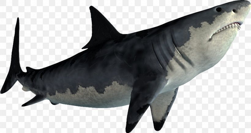 Hungry Shark Evolution Shark Jaws Great White Shark Image, PNG, 902x480px, Shark, Bull Shark, Carcharhiniformes, Cartilaginous Fish, Fauna Download Free