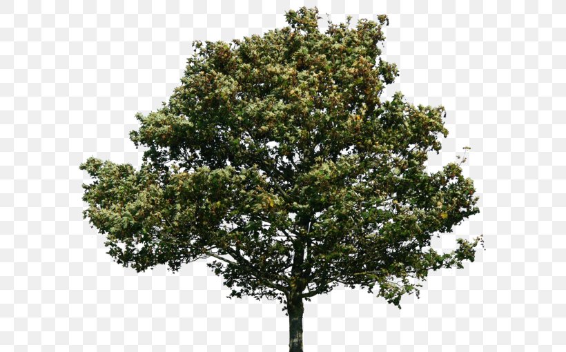Tree Quercus Suber Image Clip Art, PNG, 600x510px, Tree, Branch, Evergreen, Maple, Oak Download Free