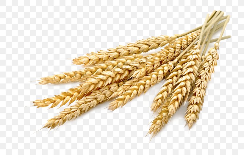 Stock Photography Vector Graphics Image Shutterstock, PNG, 780x520px, Stock Photography, Barley, Cereal, Cereal Germ, Einkorn Wheat Download Free