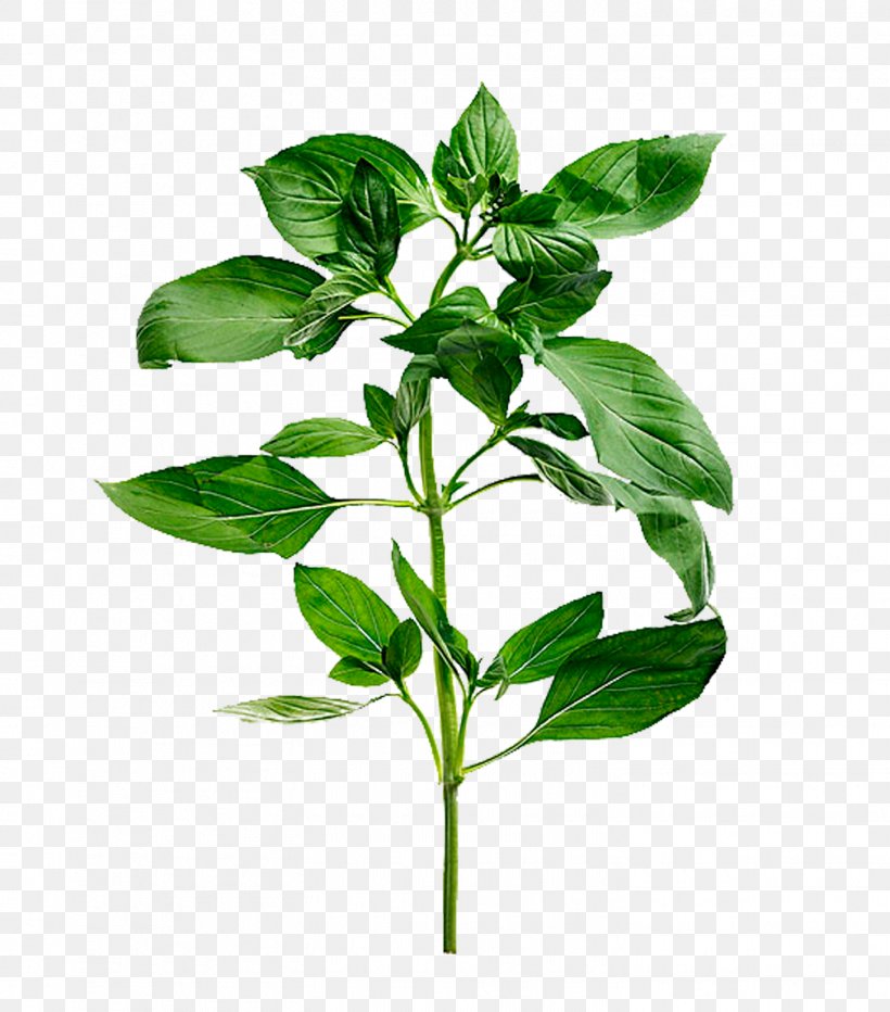 Basil Mediterranean Cuisine Herb Stock Photography Leaf, PNG, 1451x1650px, Basil, Alamy, Flowerpot, Food, Garlic Download Free
