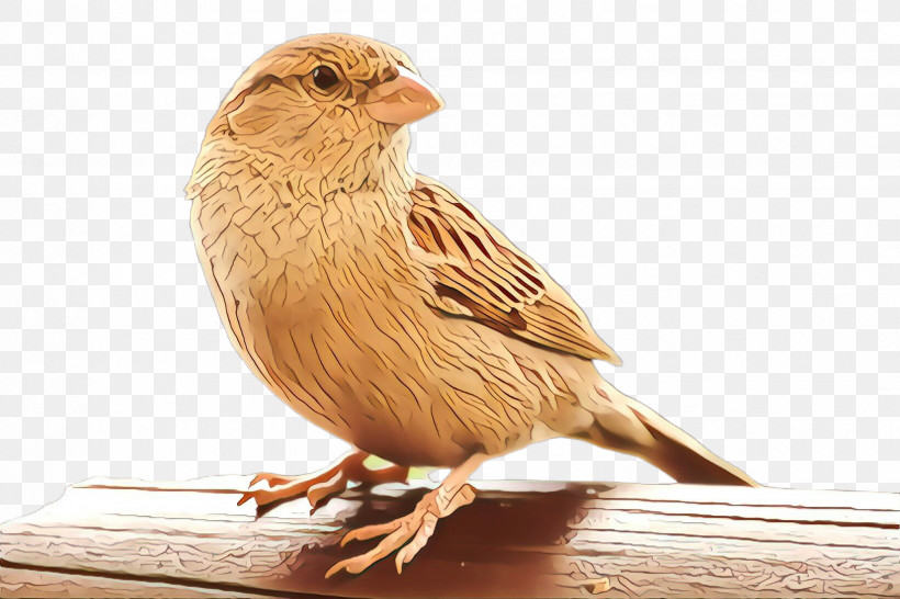 Bird Beak Finch House Sparrow Perching Bird, PNG, 2448x1632px, Bird, Adaptation, Atlantic Canary, Beak, Finch Download Free