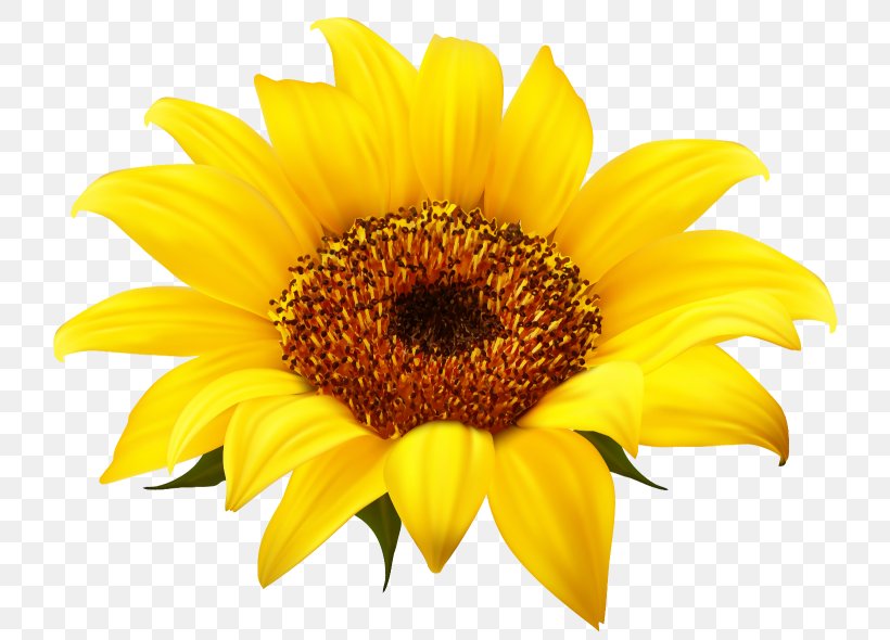 Common Sunflower Download Clip Art, PNG, 750x590px, Common Sunflower, Daisy Family, Flower, Flowering Plant, Petal Download Free