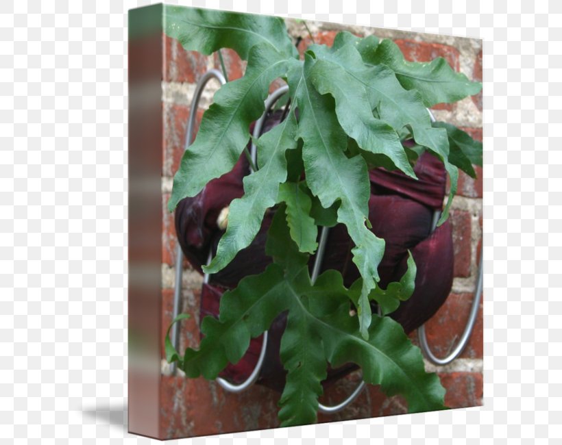 Leaf Vegetable Herb, PNG, 606x650px, Leaf Vegetable, Aquifoliaceae, Herb, Holly, Leaf Download Free