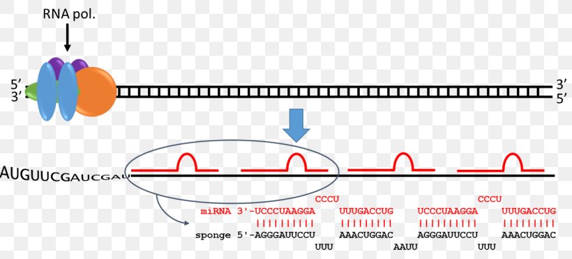 MicroRNA Nucleotide Sponge Human Genome, PNG, 1435x651px, Microrna, Area, Computer Software, Diagram, Embryology Download Free