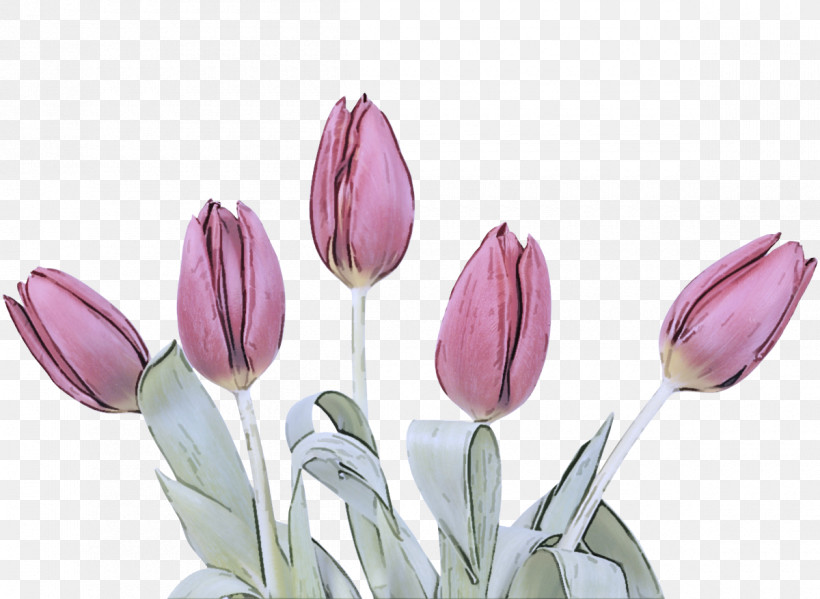 Flower Tulipa Humilis Tulip Plant Petal, PNG, 1200x878px, Flower, Bud, Crocus, Cut Flowers, Lady Tulip Download Free