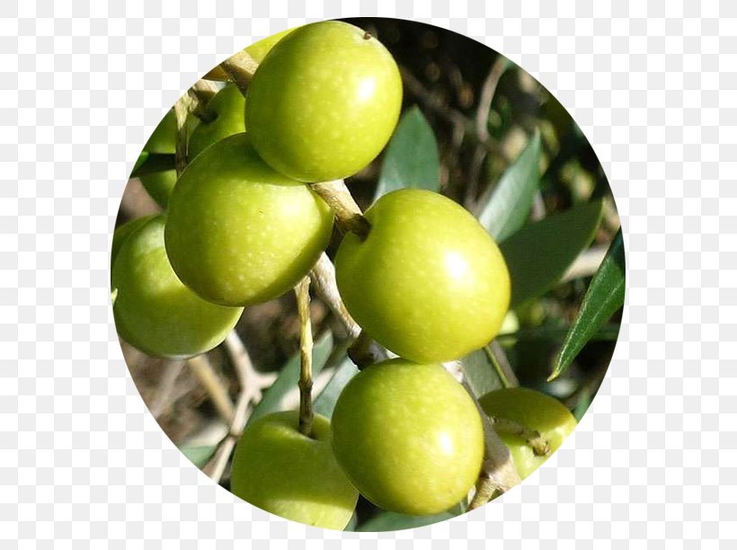 Majorca Lime Olive Oil Carrier Oil, PNG, 612x612px, Majorca, Agriculture, Calamondin, Carrier Oil, Citron Download Free