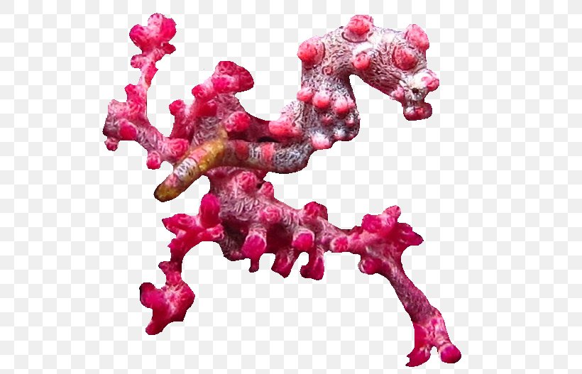 Pygmy Seahorse Mother, PNG, 570x527px, Seahorse, Animated Film, Brother, Magenta, Meal Download Free