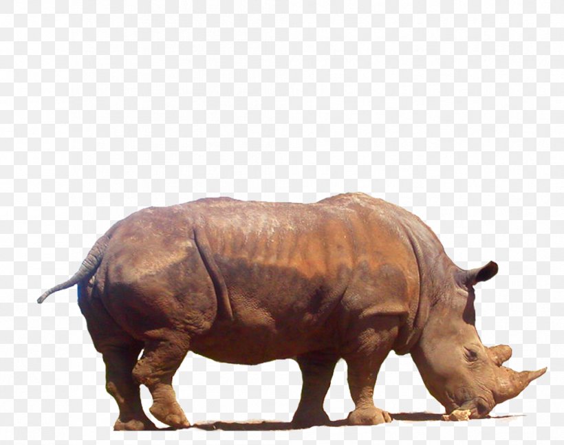 Rhinoceros 3D Clip Art, PNG, 1006x794px, Rhinoceros, Computer Aided Manufacturing, Coreldraw, Fauna, Horn Download Free