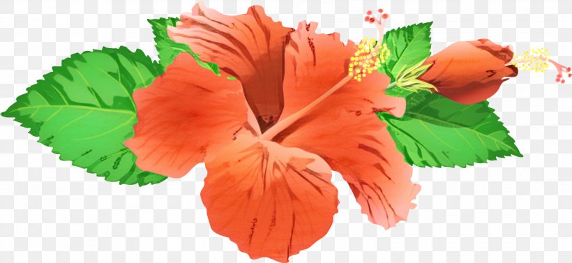 Watercolor Flower Background, PNG, 2999x1380px, Shoeblackplant, Artificial Flower, Chinese Hibiscus, Common Hibiscus, Flower Download Free