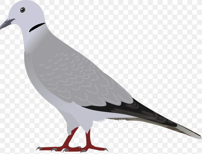 Eurasian Collared Dove European Herring Gull Bird Domestic Pigeon Laughing Dove, PNG, 1280x977px, Eurasian Collared Dove, Beak, Bird, Charadriiformes, Columbidae Download Free